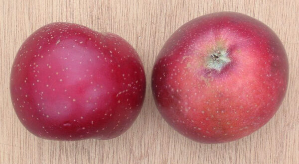Appel (Sterappel)