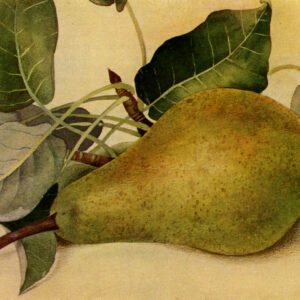 Peer (Zwijndrechtse wijnpeer)