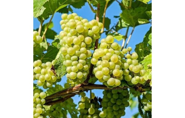 Fruitstruik (Witte muscaat druif)