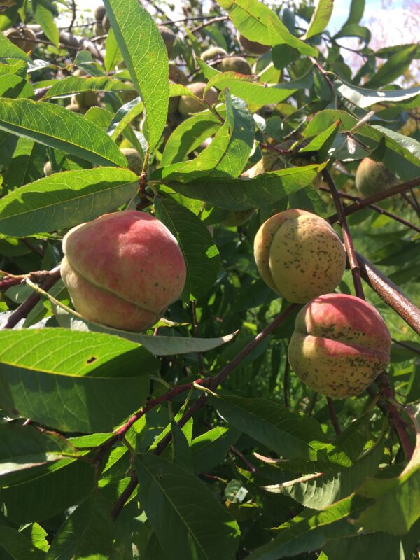Fruitstruik (Dubbele Zwolse perzik)