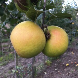 Appel (Lunterse pippeling)