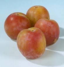 Pruim (Reine Claude d'Oullins van Schouwen)