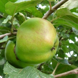 Appel (Dubbele bellefleur)