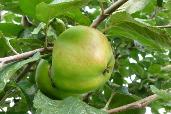 Appel (Dubbele bellefleur)