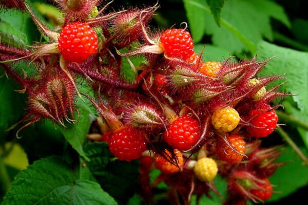 Fruitstruik (Japanse wijnbes)