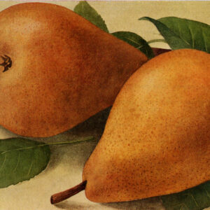 Peer (President Loutreuil)