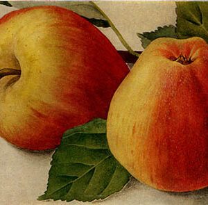 Appel (Zoete Ermgaard)