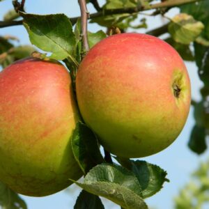 Appel (Notarisappel)