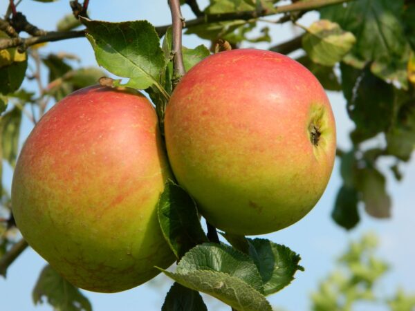 Appel (Notarisappel)