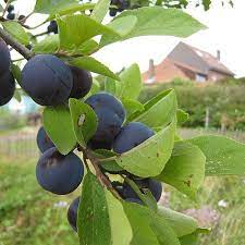 Pruim (Prune de Prince)