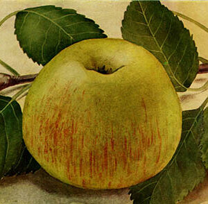 Appel (Zoete bloemee)