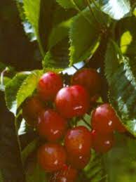 Kers (Udense Spaanse)