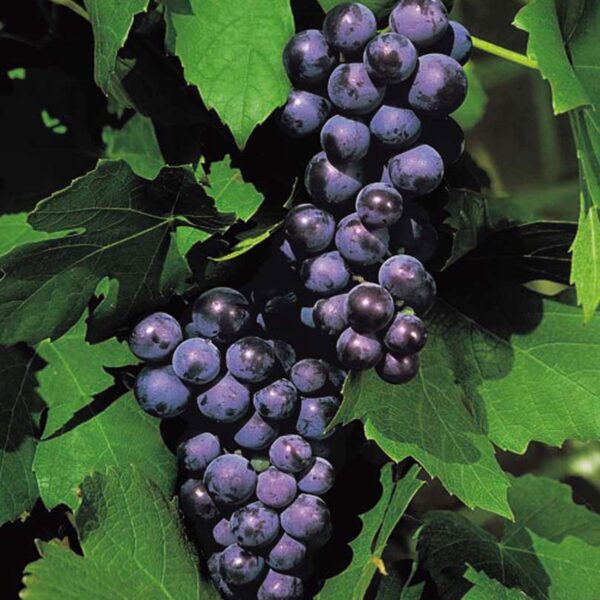 Fruitstruik (Boskoop glory)