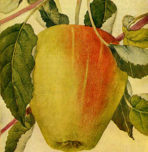 Appel (Present van Engeland)