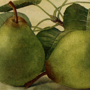 Peer (Noordhollandse Suikerpeer)