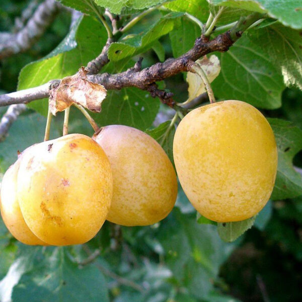 Pruim (Reine Claude d'Oullins)