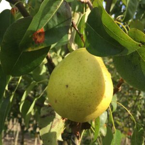 Peer (Beurre de Merode)