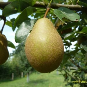 Peer (Winterrietpeer)