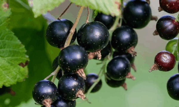 Fruitstruik (Zwarte bes)