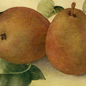 Peer (Beurrรฉ Hardy)