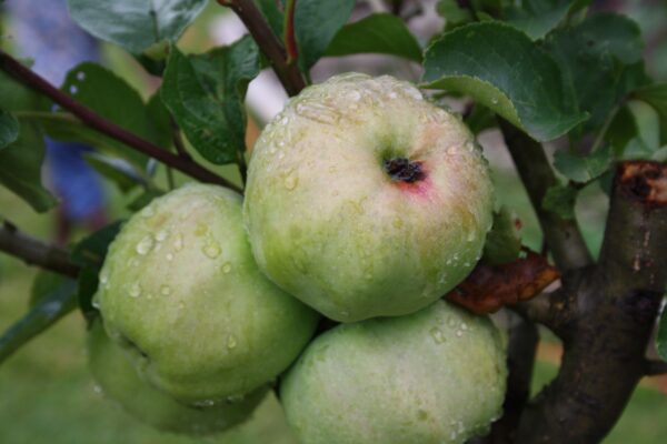 Appel (Ontario)
