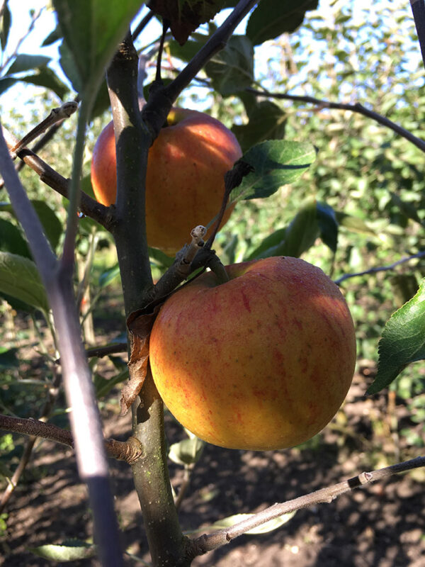 Appel (Cox Orange Pippin)
