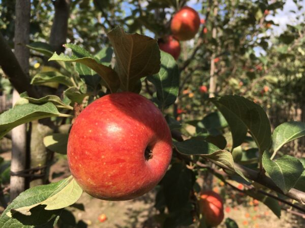 Appel (Zoete kroon)