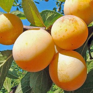 Pruim (Sainte Cathérine (RGF))