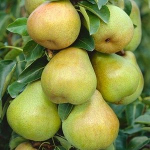 Peer (Winterbergamot)