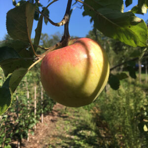 Appel (Dรผlmener Herbst Rosenapfel)