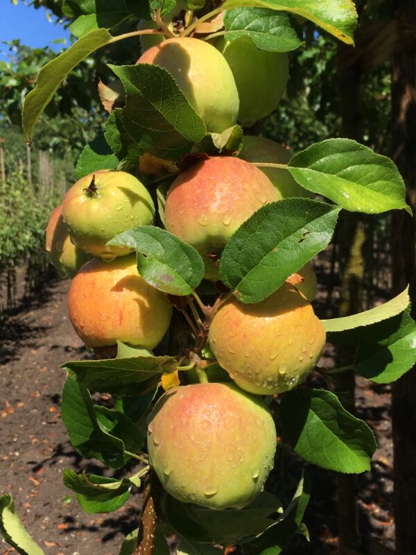 Appel (James Grieve)