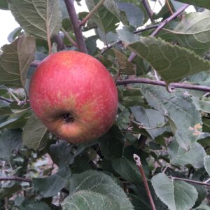 Appel (Rode Boskoop)