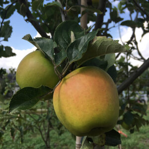 Appel (English Winter Goldpearmain)