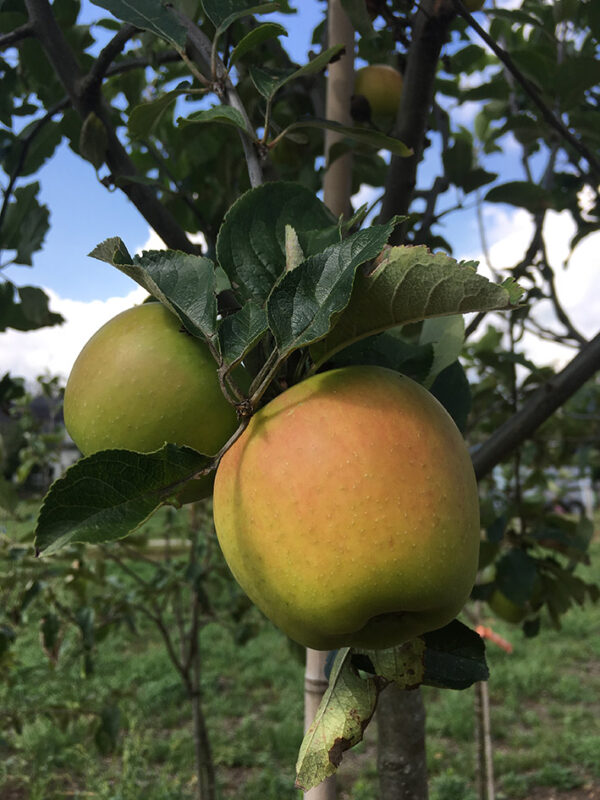 Appel (English Winter Goldpearmain)