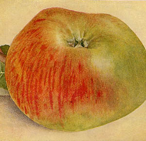 Appel (Bramley's Seedling)