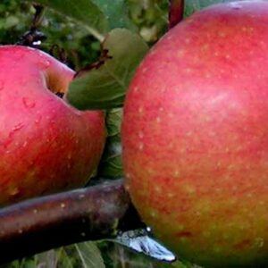 Appel (Ingrid Marie)