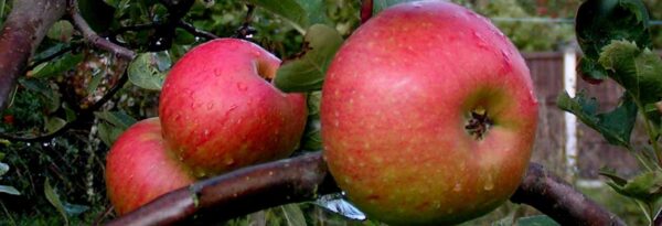 Appel (Ingrid Marie)