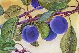 Pruim (Eldense blauwe)