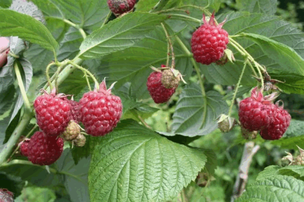 Fruitstruik (Heritage)