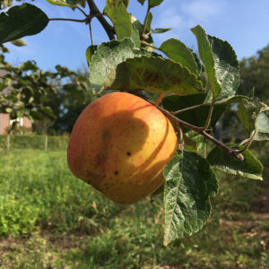 Appel (Glorie van Holland)