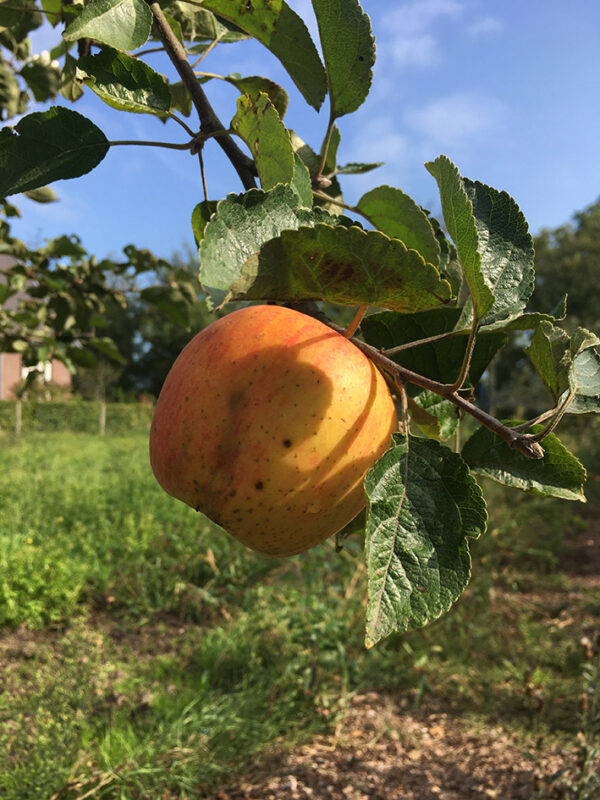 Appel (Glorie van Holland)