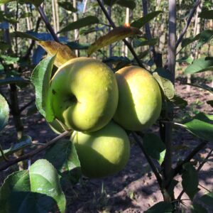 Appel (Court pendu plat)