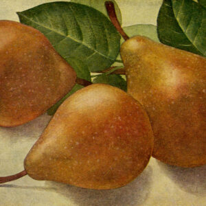 Peer (Gieser Wildeman)