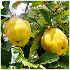 Bijzondere peer (Champion)