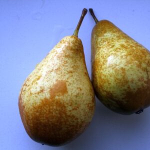 Peer (Triomph de Vienne)