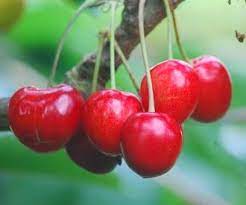 Kers (Merton Premier)