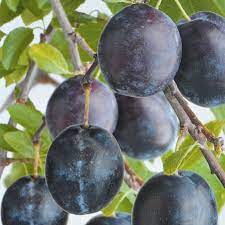 Pruim (Bleue de Belgique)