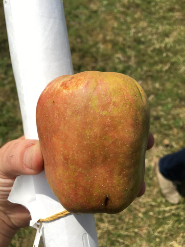 Appel (Langzoete)