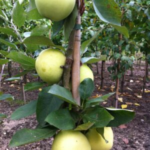 Appel (Yellow Transparant)