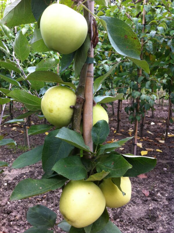 Appel (Yellow Transparant)